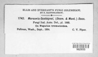 Drepanopeziza castagnei image